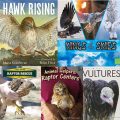 STEM Reading List: Birds of Prey